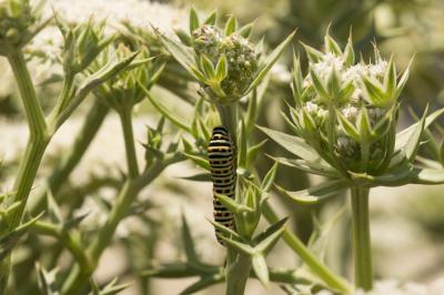 Machaon (Le), Grand Porte-Queue (Le) Papilio machaon Linnaeus, 1758