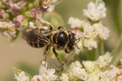  Nomiapis bispinosa (Brullé, 1832)