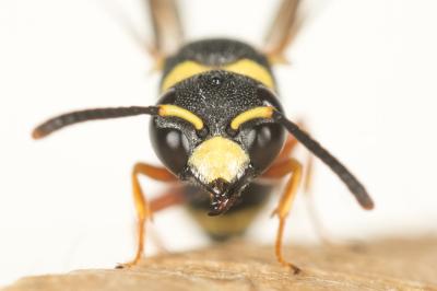 Leptochilus de Saussure, 1853