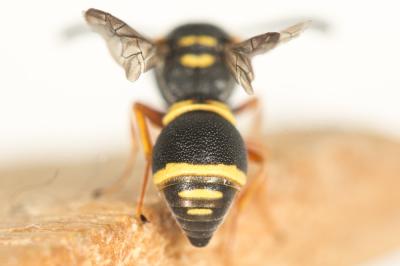  Leptochilus de Saussure, 1853