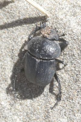 Scarabée semi-ponctuée Scarabaeus semipunctatus Fabricius, 1792