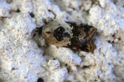  Acleris variegana (Denis & Schiffermüller, 1775)