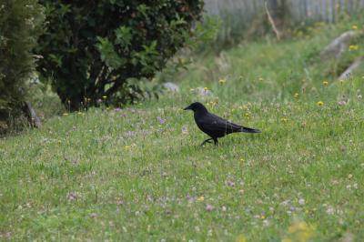  Corvus corone corone Linnaeus, 1758