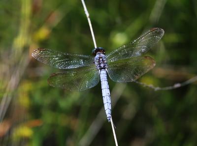 Orthétrum bleuissant (L') Orthetrum coerulescens (Fabricius, 1798)