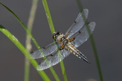 Libellule quadrimaculée (La), Libellule à quatre t Libellula quadrimaculata Linnaeus, 1758