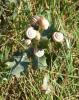 Escargot des haies Cepaea nemoralis (Linnaeus, 1758)