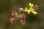  Contarinia nasturtii (Kieffer, 1888)