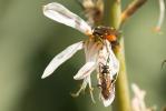  Tenthredopsis A. Costa, 1859