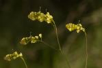 Aurore de Provence (L') Anthocharis euphenoides Staudinger, 1869