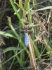 Libellule déprimée (La) Libellula depressa Linnaeus, 1758