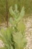 Pavot somnifère, Pavot officinal Papaver somniferum L., 1753