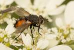  Peleteria rubescens (Robineau-Desvoidy, 1830)