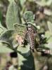  Dysmachus trigonus (Meigen, 1804)