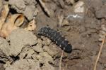 Ver luisant, Lampyre Lampyris noctiluca (Linnaeus, 1758)