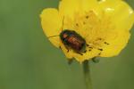  Cryptocephalus Geoffroy, 1762