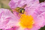  Chrysotoxum cautum (Harris, 1776)
