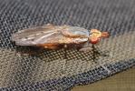  Hydromya dorsalis (Fabricius, 1775)