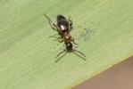  Anthelephila pedestris (Rossi, 1790)