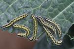 Piéride du Chou (La), Grande Piéride du Chou (La), Pieris brassicae (Linnaeus, 1758)