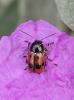  Cryptocephalus primarius Harold, 1872