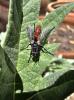 Cylindromyia bicolor (Olivier, 1812)