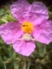 Misumène variable Misumena vatia (Clerck, 1758)