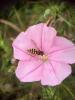  Eupeodes corollae (Fabricius, 1794)
