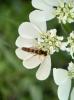  Sphaerophoria scripta (Linnaeus, 1758)