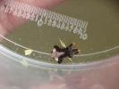  Phymata monstrosa (Fabricius, 1794)