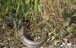 Couleuvre de Montpellier Malpolon monspessulanus (Hermann, 1804)