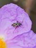  Hadrodemus m-flavum (Goeze, 1778)