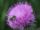  Fallenia fasciata (Fabricius, 1805)