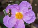  Hadrodemus m-flavum (Goeze, 1778)
