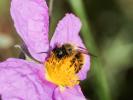 Osmie rousse Osmia bicornis (Linnaeus, 1758)