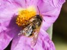 Osmie rousse Osmia bicornis (Linnaeus, 1758)