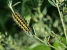 Zygène de la Petite coronille (La) Zygaena fausta (Linnaeus, 1767)