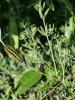 Zygène de la Petite coronille (La) Zygaena fausta (Linnaeus, 1767)