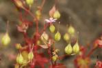 Géranium luisant Geranium lucidum L., 1753