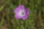 Lychnis Nielle, Nielle des blés Agrostemma githago L., 1753