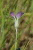Lychnis Nielle, Nielle des blés Agrostemma githago L., 1753