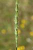 Égilope ventru Aegilops ventricosa Tausch, 1837