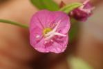 Onagre rosée Oenothera rosea L'Hér. ex Aiton, 1789