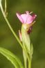 Onagre rosée Oenothera rosea L'Hér. ex Aiton, 1789