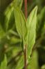 Onagre rosée Oenothera rosea L'Hér. ex Aiton, 1789