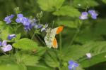 Aurore (L') Anthocharis cardamines (Linnaeus, 1758)