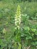 Orchis vert, Orchis verdâtre, Platanthère à fleurs Platanthera chlorantha (Custer) Rchb., 1828