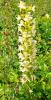 Orchis vert, Orchis verdâtre, Platanthère à fleurs Platanthera chlorantha (Custer) Rchb., 1828