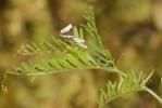 Vesce de Loiseleur Ervilia loiseleurii (M.Bieb.) H.Schaefer