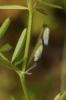 Vesce de Loiseleur Ervilia loiseleurii (M.Bieb.) H.Schaefer