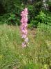 Dauphinelle des jardins Delphinium ajacis L., 1753